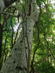 Ibervillea hypoleuca