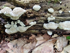 Tyromyces galactinus