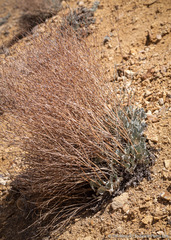 Eriogonum rupinum