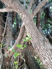 Sideroxylon celastrinum