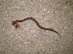 Agkistrodon russeolus