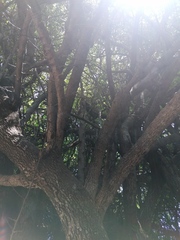 Sideroxylon celastrinum