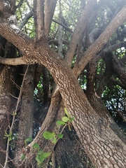 Sideroxylon celastrinum