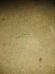 Orthoptera
