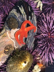 Henricia leviuscula