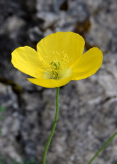 Papaver corona-sancti-stephani