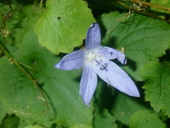 Campanula poscharskyana