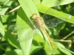 Sympetrum striolatum