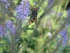 Volucella zonaria
