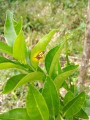 Orthoptera