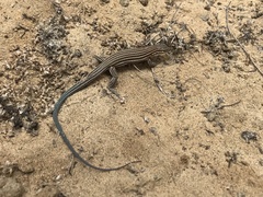 Aspidoscelis labialis