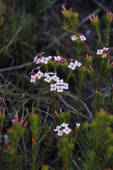 Erica fastigiata