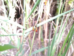 Oncopeltus guttaloides