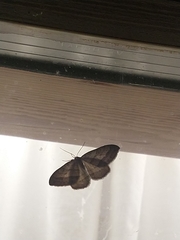 Perizoma parallelolineatum