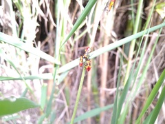 Oncopeltus guttaloides