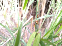 Oncopeltus guttaloides