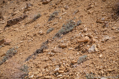 Eriogonum alexanderae