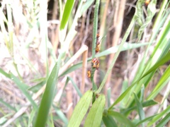 Oncopeltus guttaloides