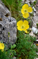 Papaver corona-sancti-stephani
