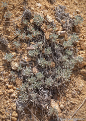 Eriogonum alexanderae