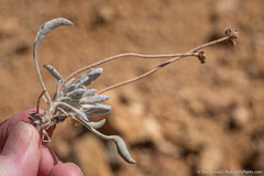 Eriogonum alexanderae