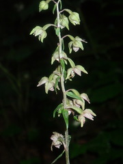 Epipactis purpurata