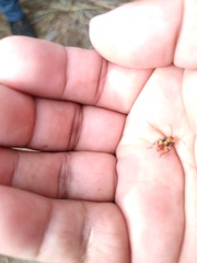 Oncopeltus guttaloides