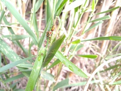 Oncopeltus guttaloides