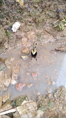 Lepidoptera