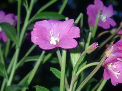Epilobium hirsutum