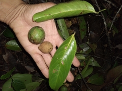 Licania operculipetala