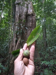 Licania operculipetala