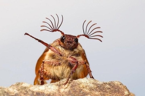 Photograph of June Beetles