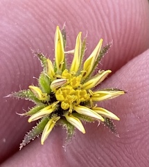Osteospermum muricatum