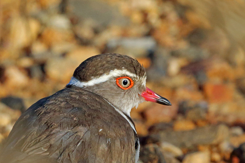 Thinornis tricollaris