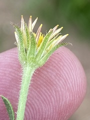 Osteospermum muricatum