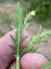 Osteospermum muricatum