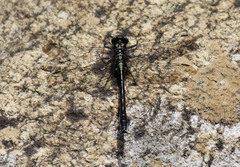Phanogomphus descriptus