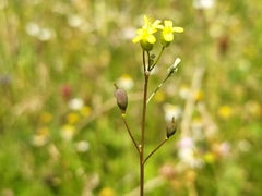 Camelina microcarpa
