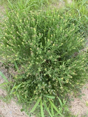 Osteospermum muricatum