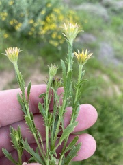 Osteospermum muricatum