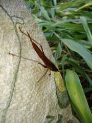 Orthoptera