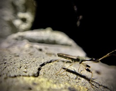 Myodocha serripes
