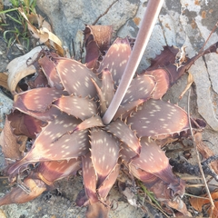 Aloe longibracteata