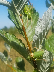 Ephippiger ephippiger