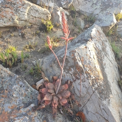 Aloe longibracteata