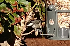 Poecile atricapillus