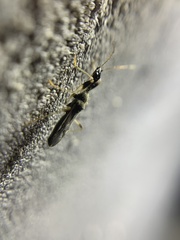 Myodocha serripes