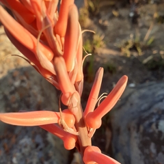 Aloe longibracteata