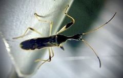 Myodocha serripes